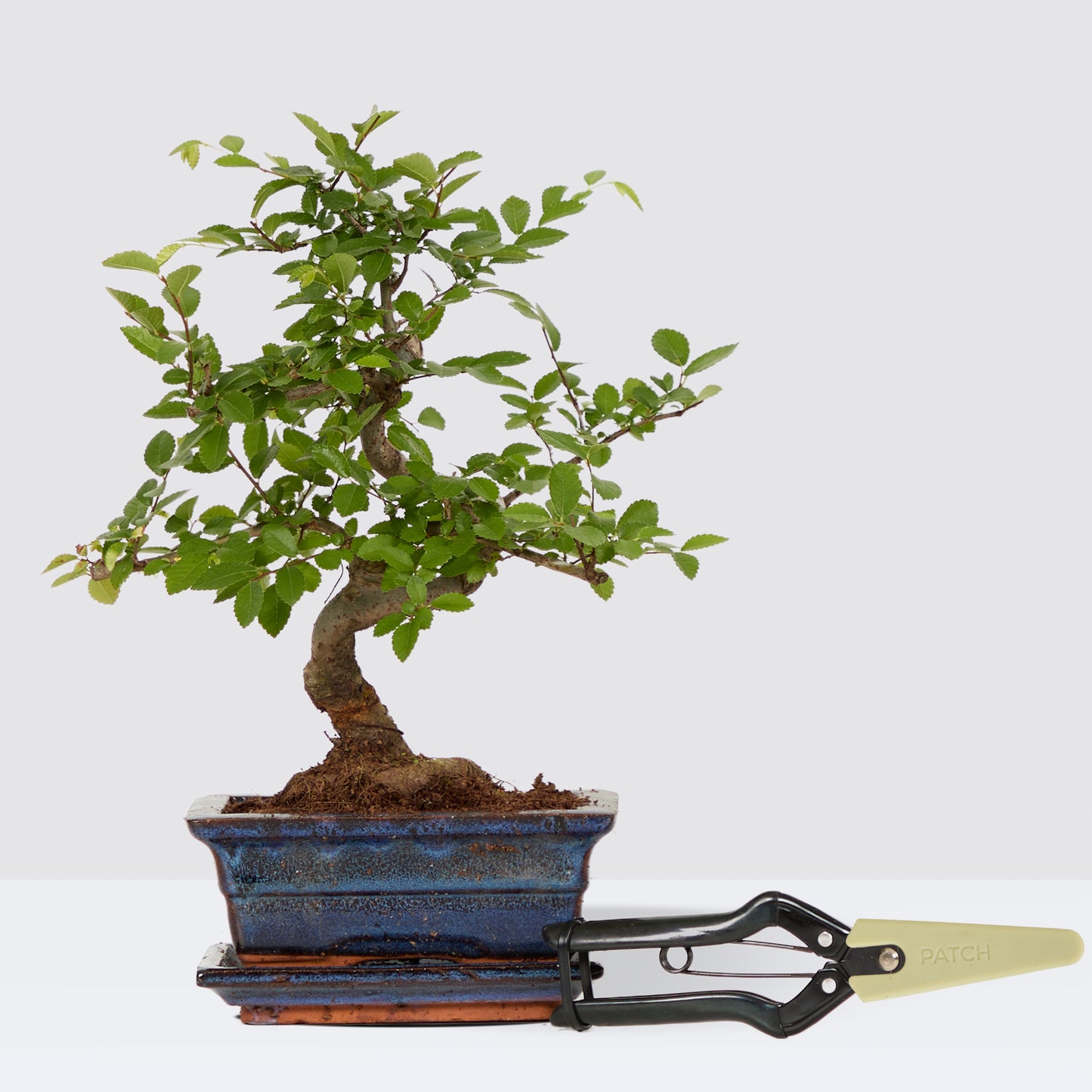 Bono & secateurs