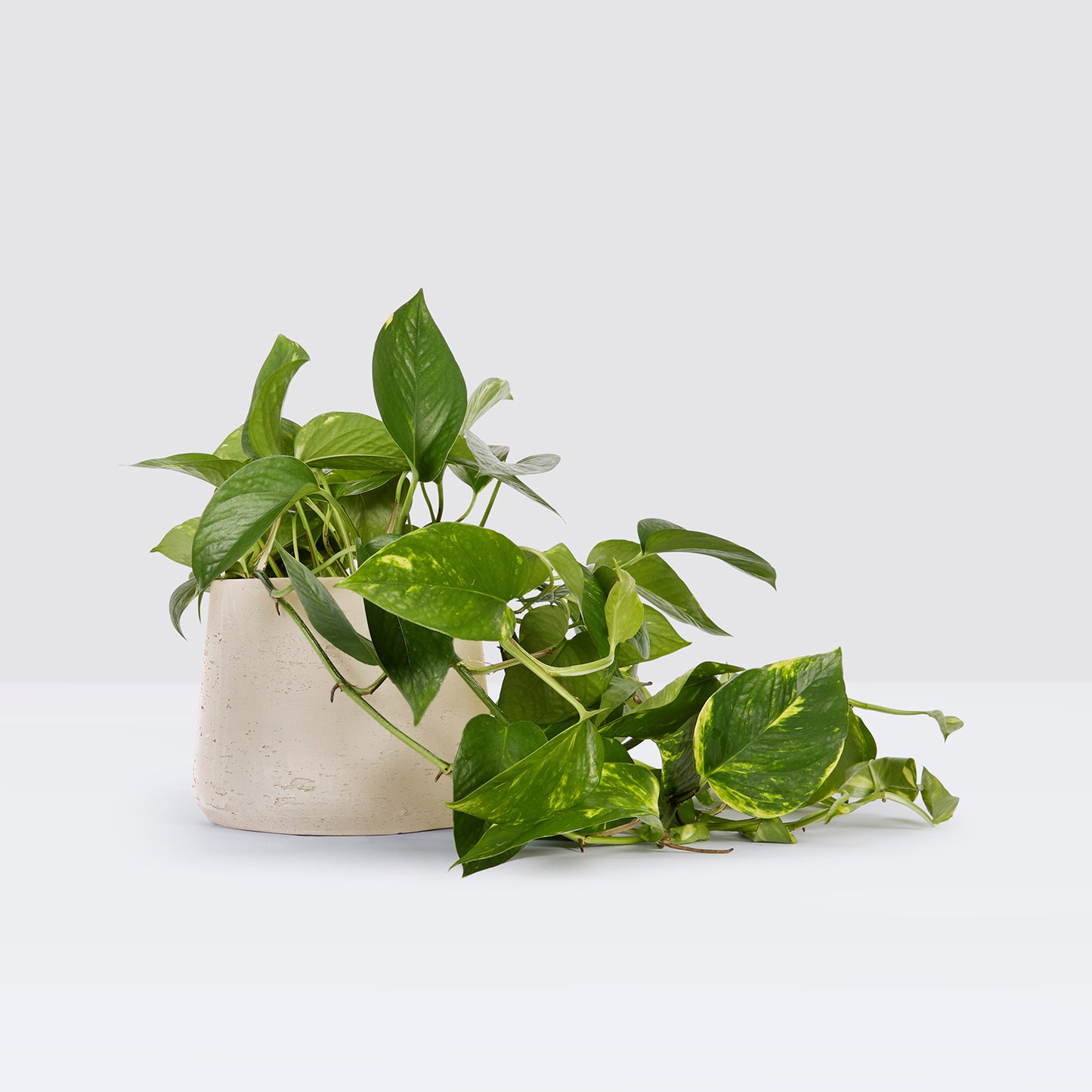 Rapunzel Pot
