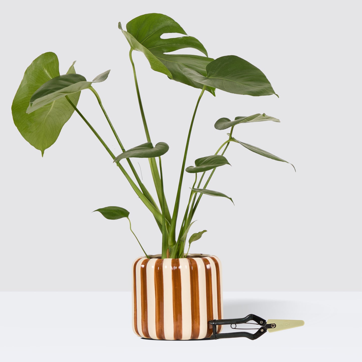 Chaz, Brown Striped pot & secateurs