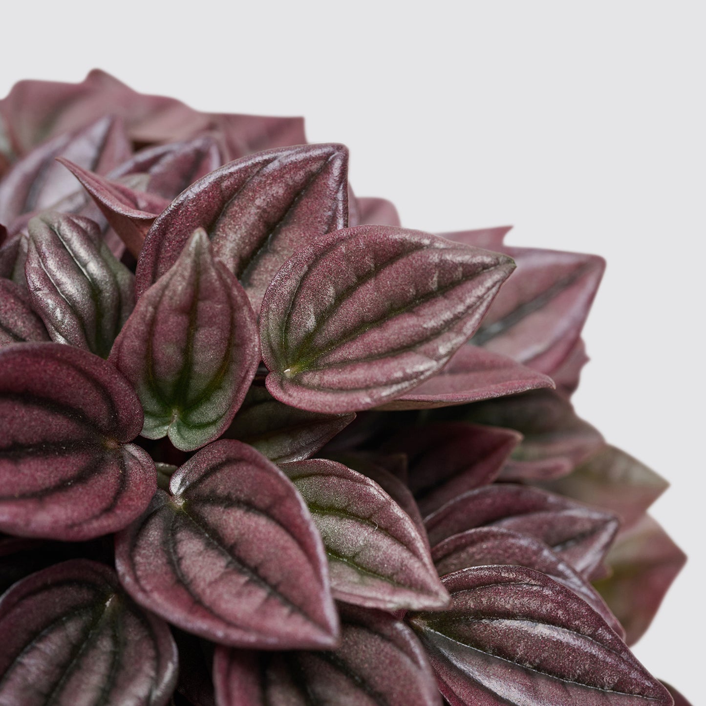 Peperomia Caperata Cayenne | Patch Plants