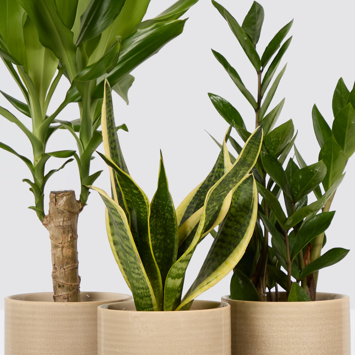 Shade loving plants bundle