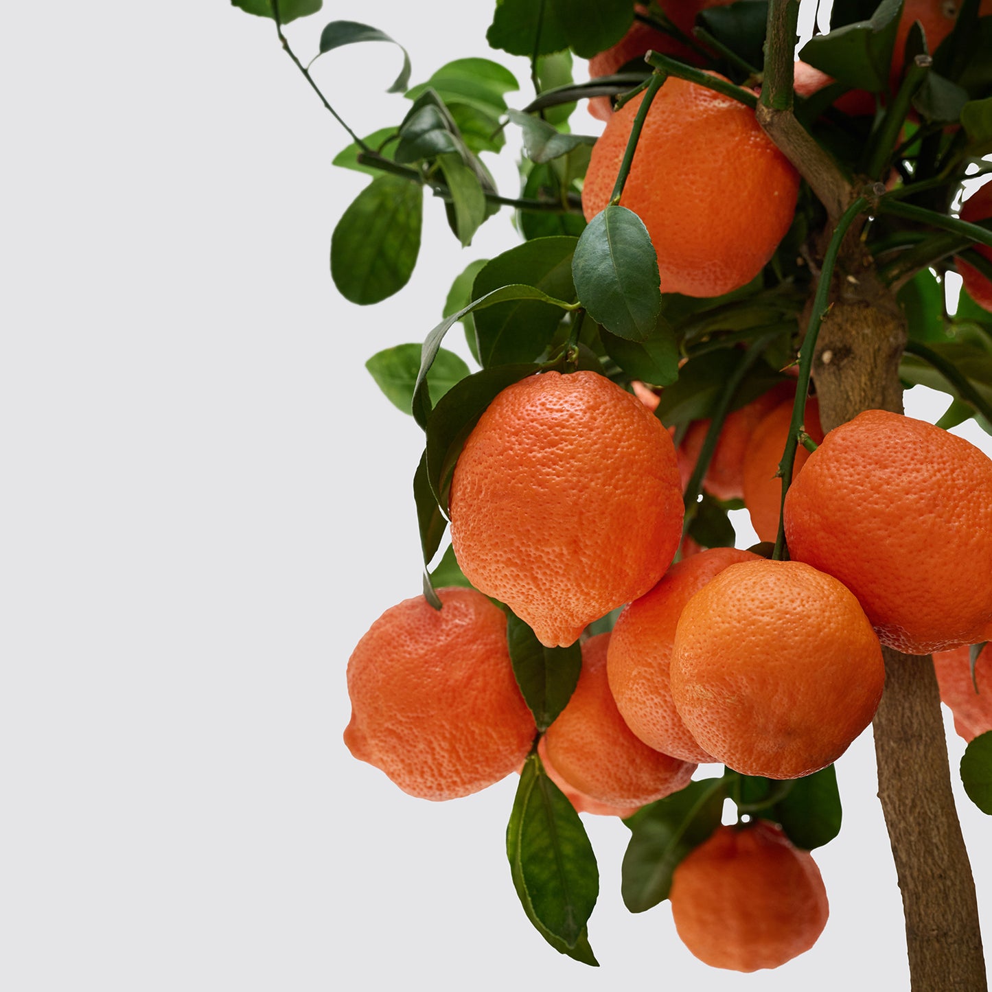 Red Lemon Tree