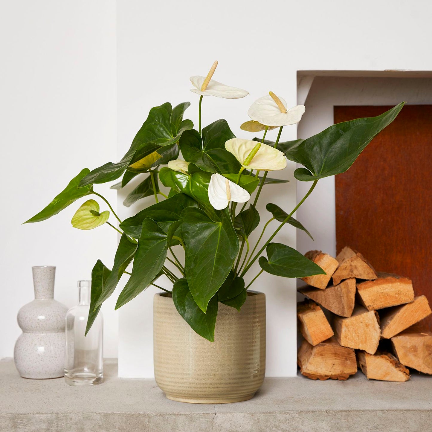 Anthurium - White