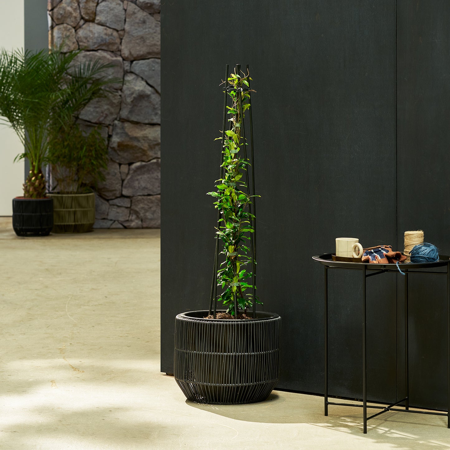 Star Jasmine - pink