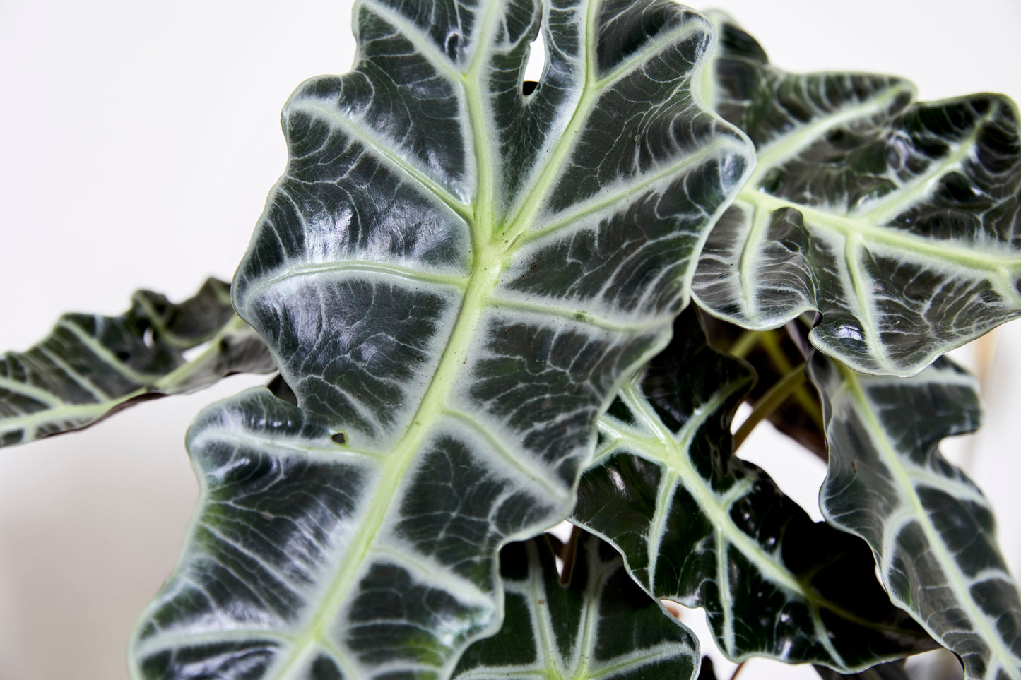 Alocasia Amazonica