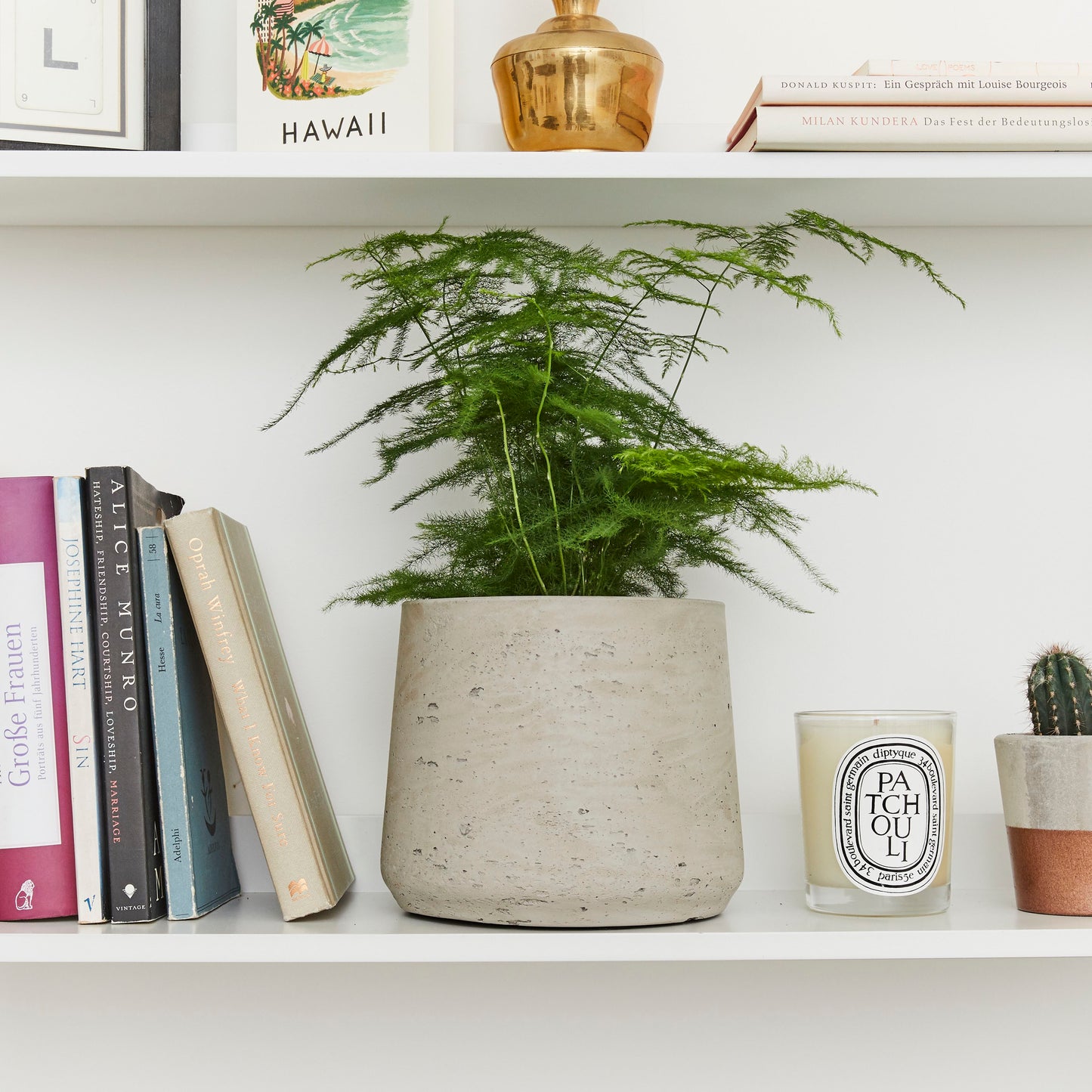 Asparagus Fern
