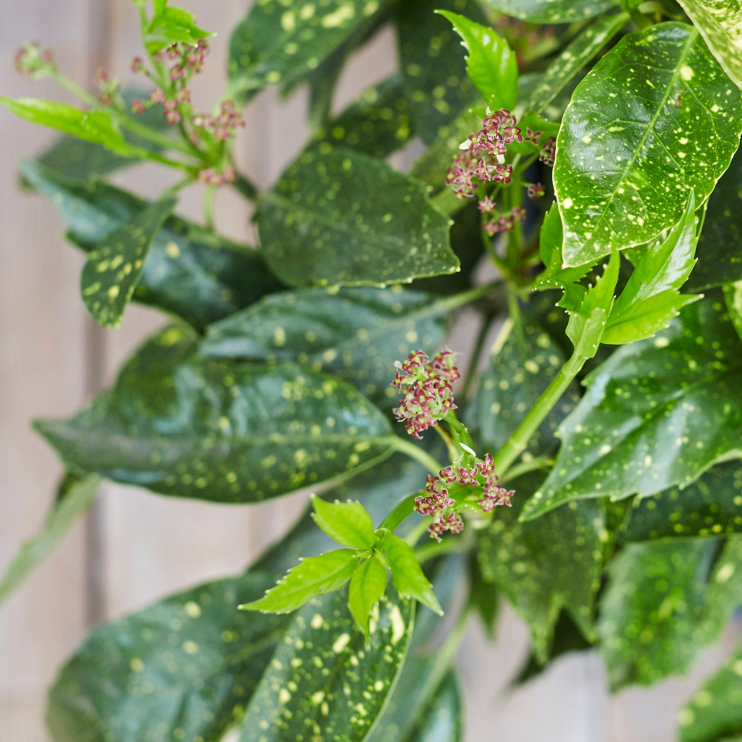Aucuba japonica