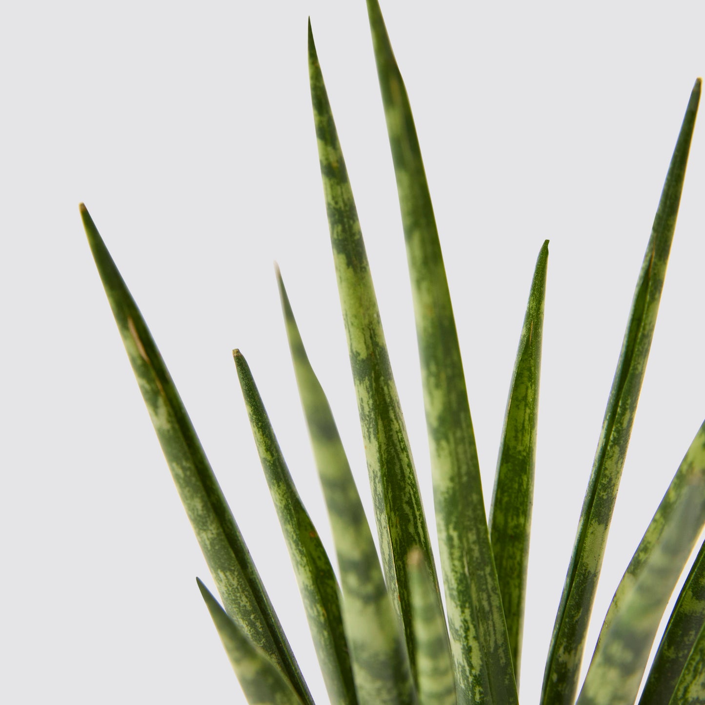 Sansevieria Mikado Fernwood