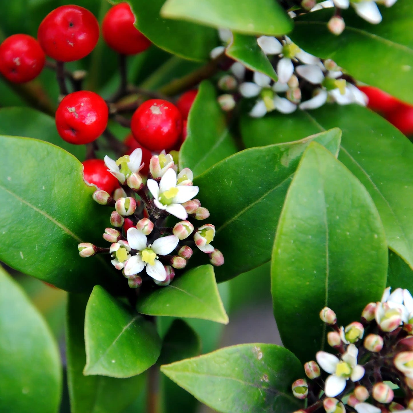Skimmia japonica 'lipstick'