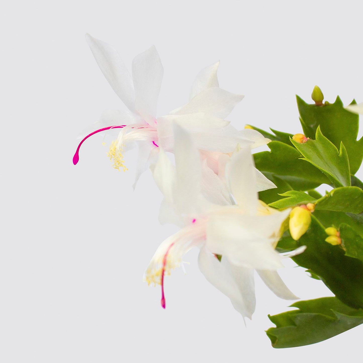 White christmas cactus