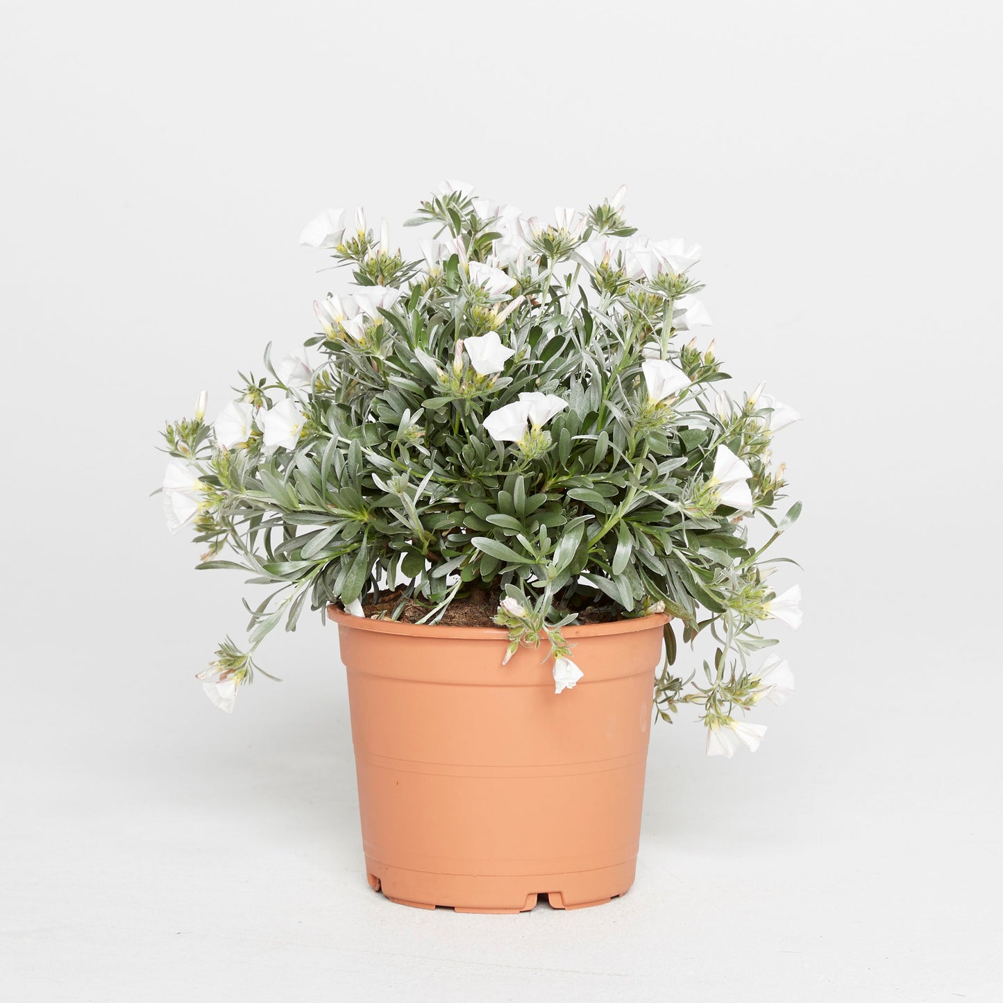 Convolvulus Cneorum