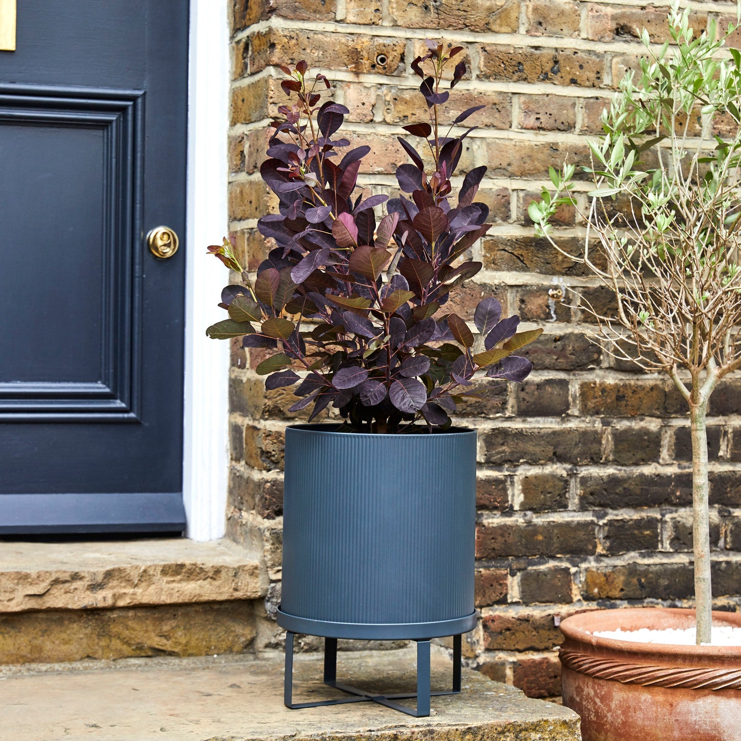 Cotinus Coggrygria 'Royal Purple'