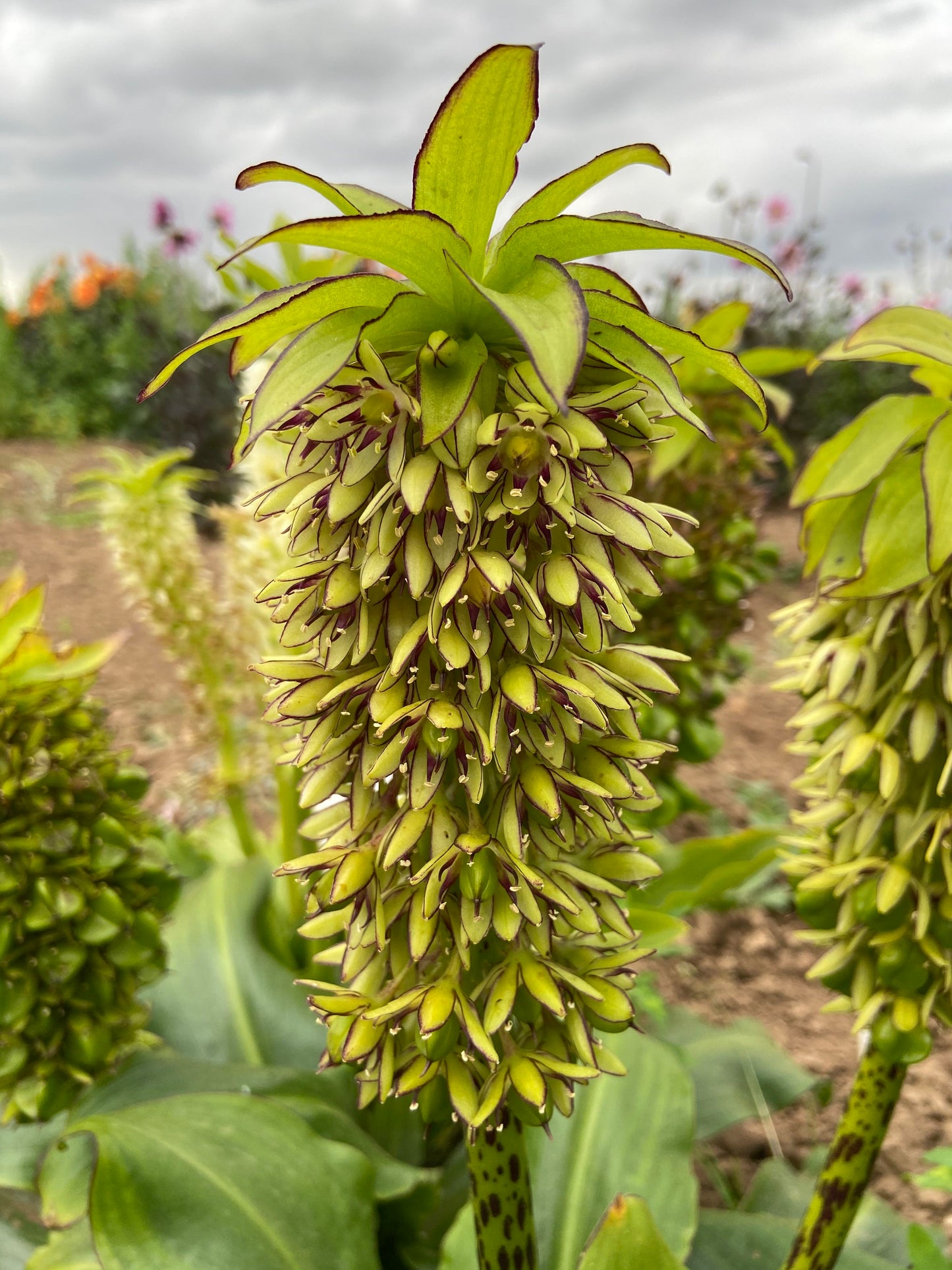 Summer flowering