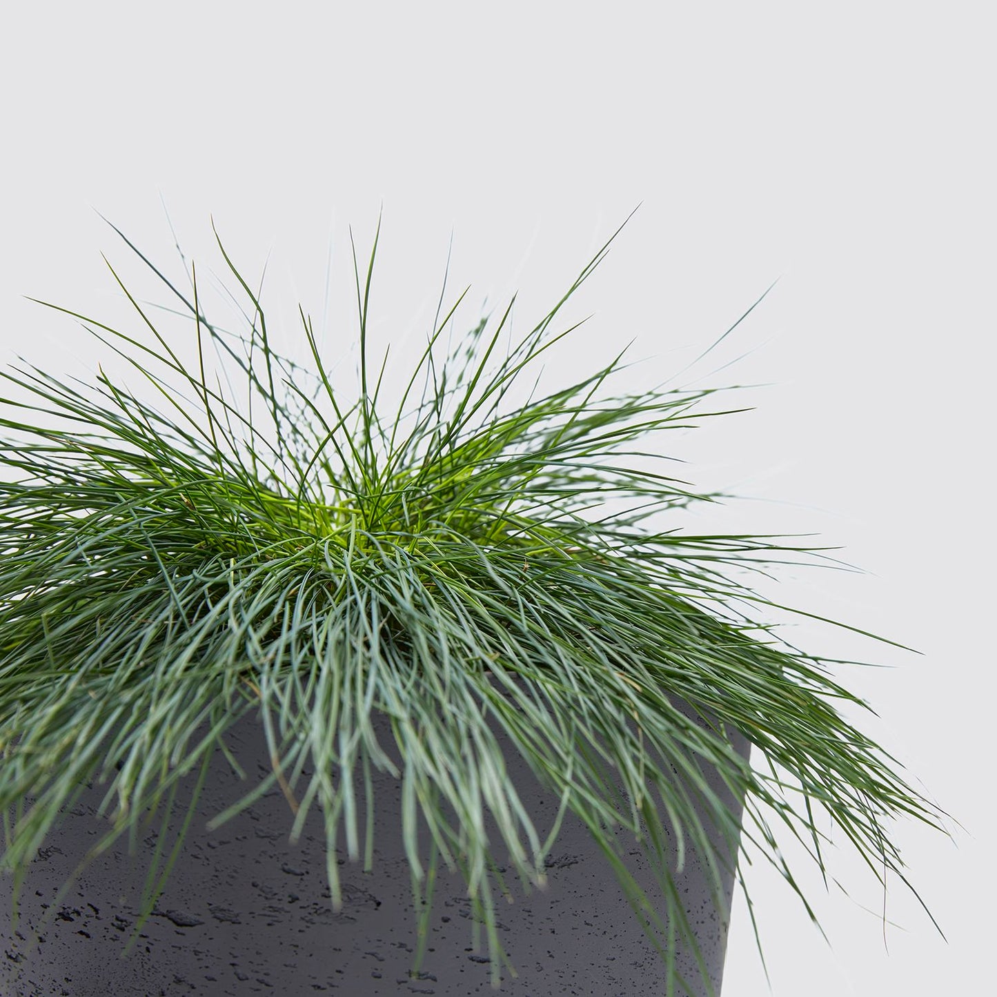 Festuca Glauca