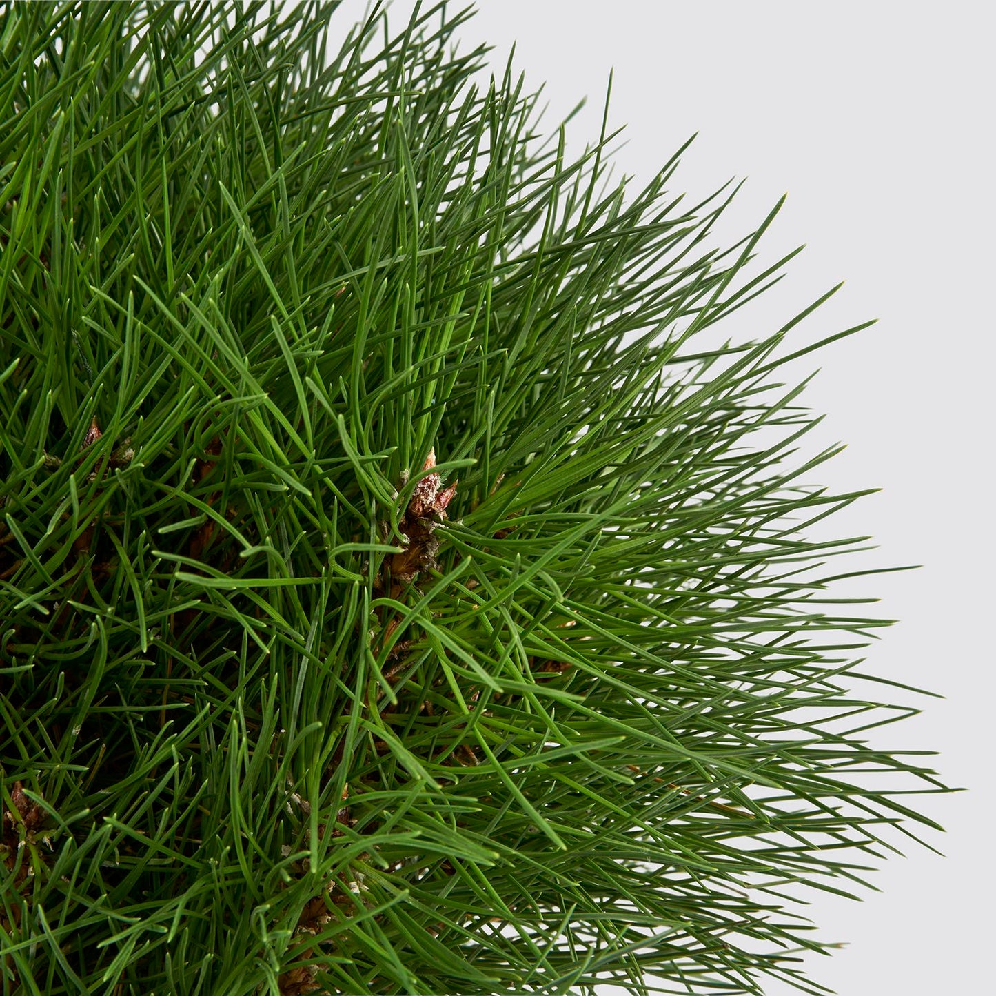 Pinus nigra 'Summer Breeze'