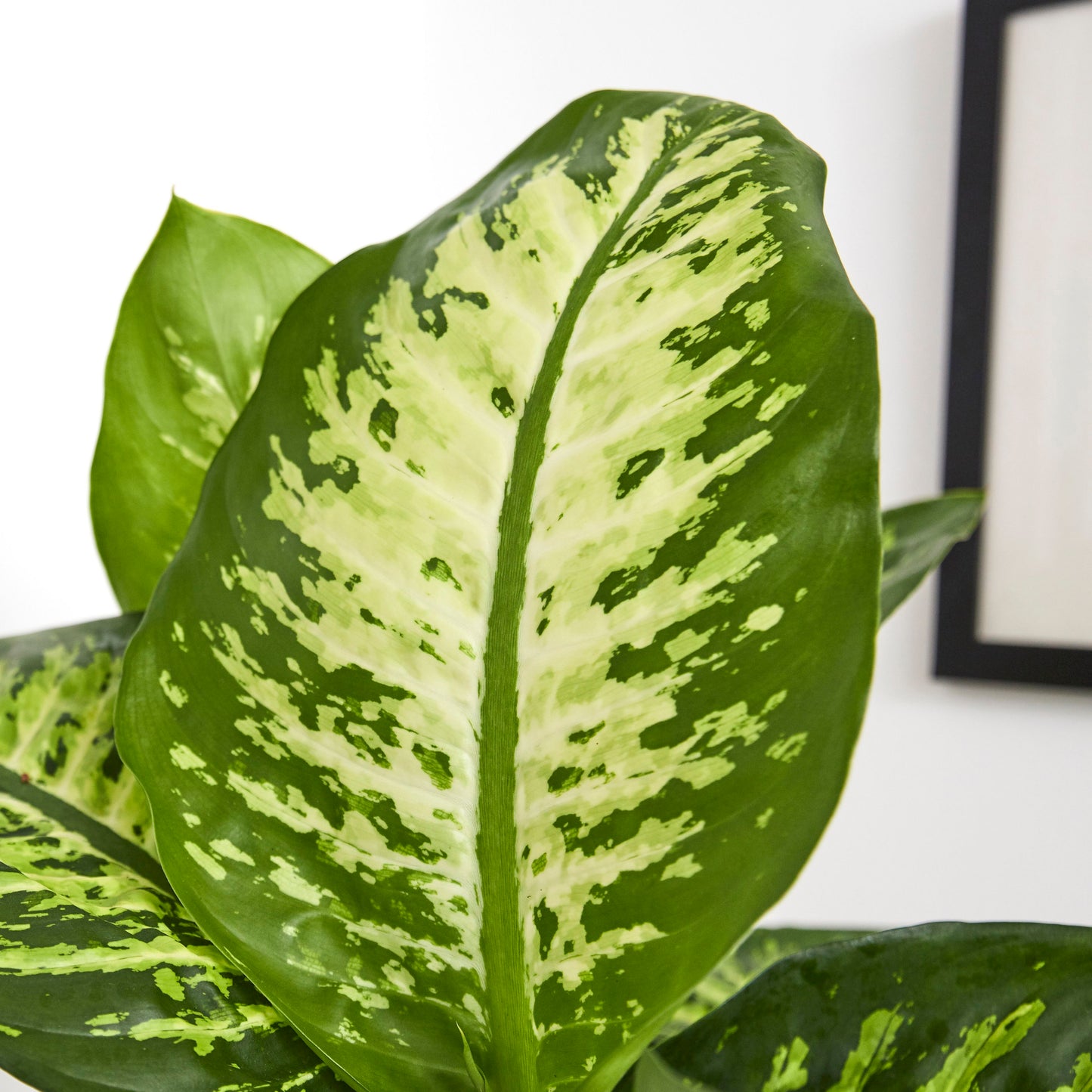 Dieffenbachia seguine 'Tropic Snow'