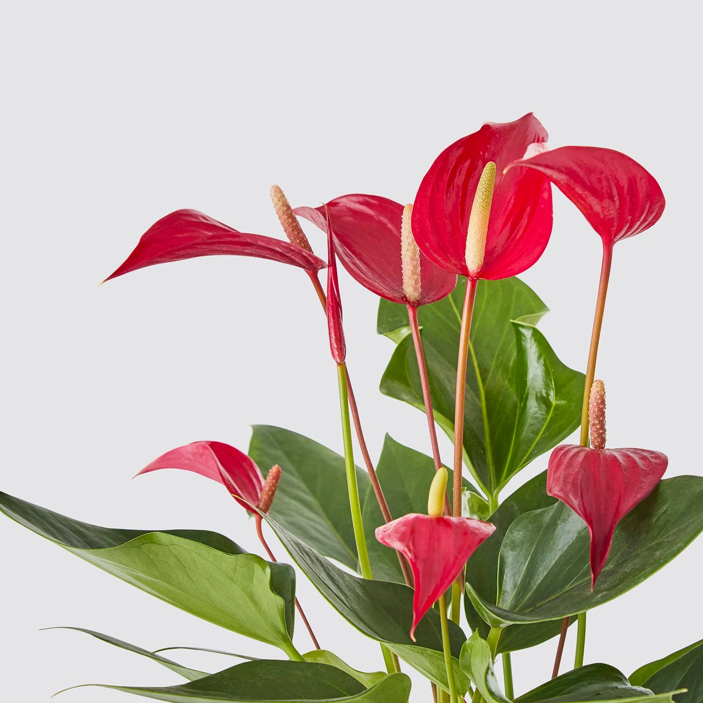 Anthurium 'Mille' Red