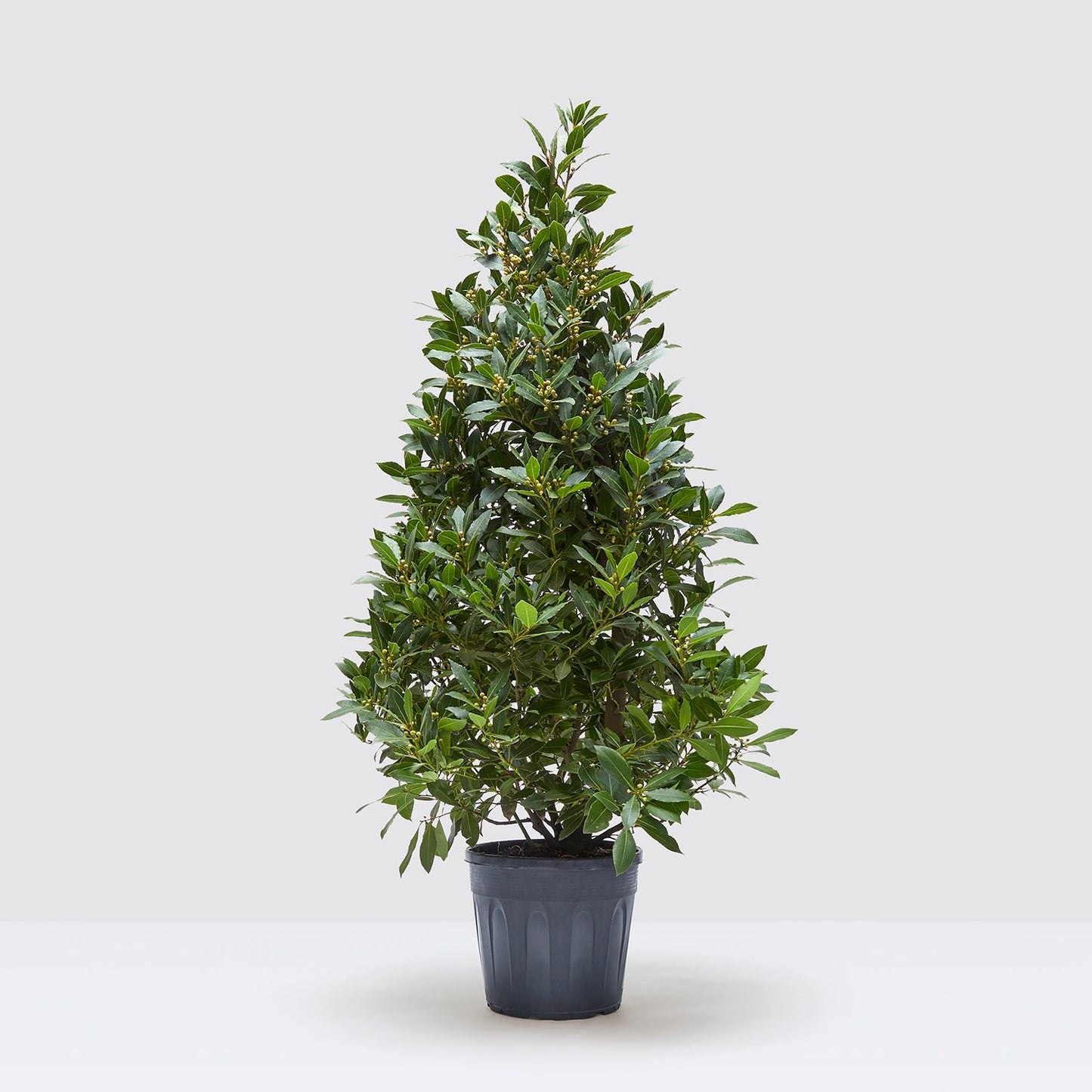 Laura shrub
