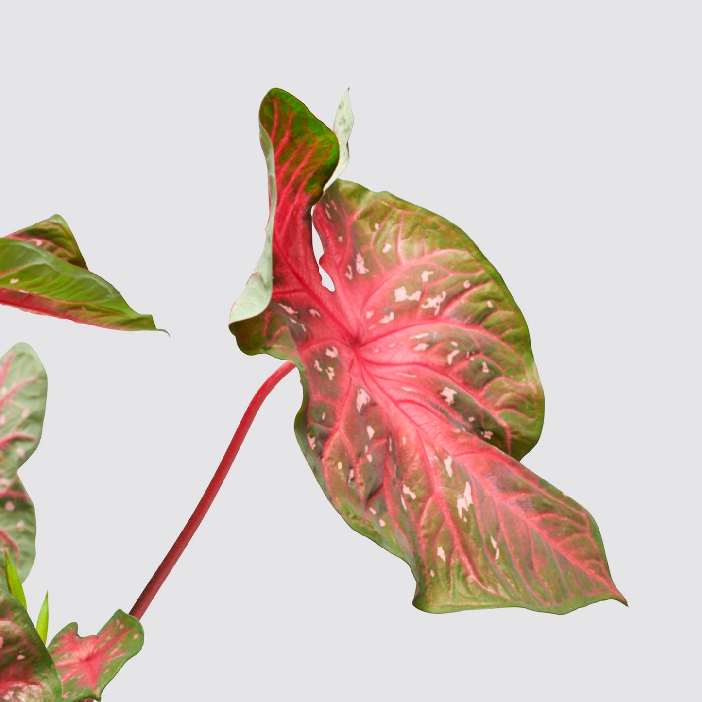 Caladium 'Kathleen'