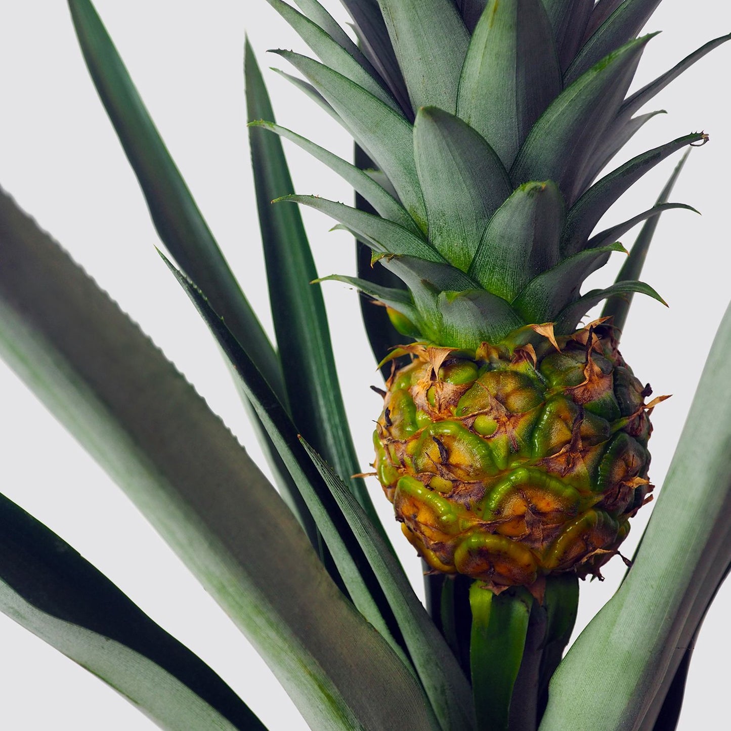 Pineapple plant
