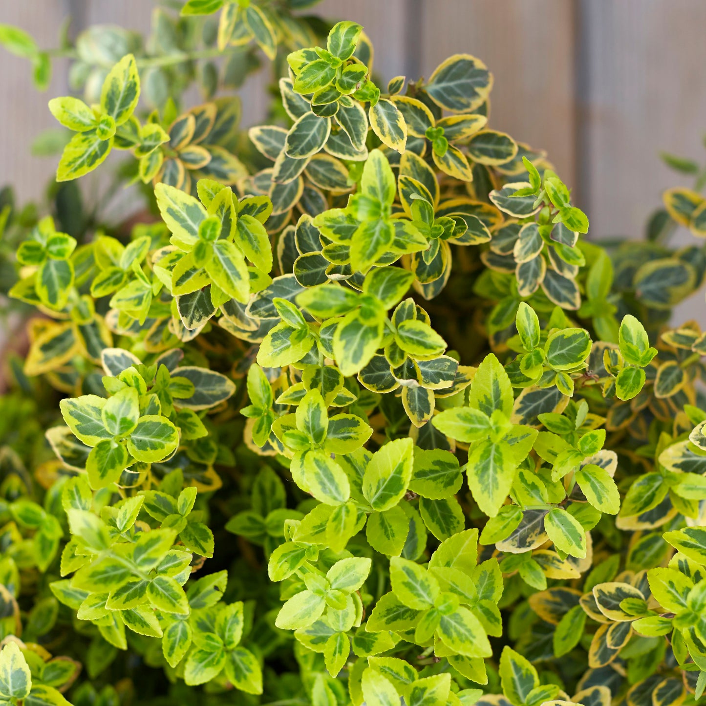 Euonymus Fortunei