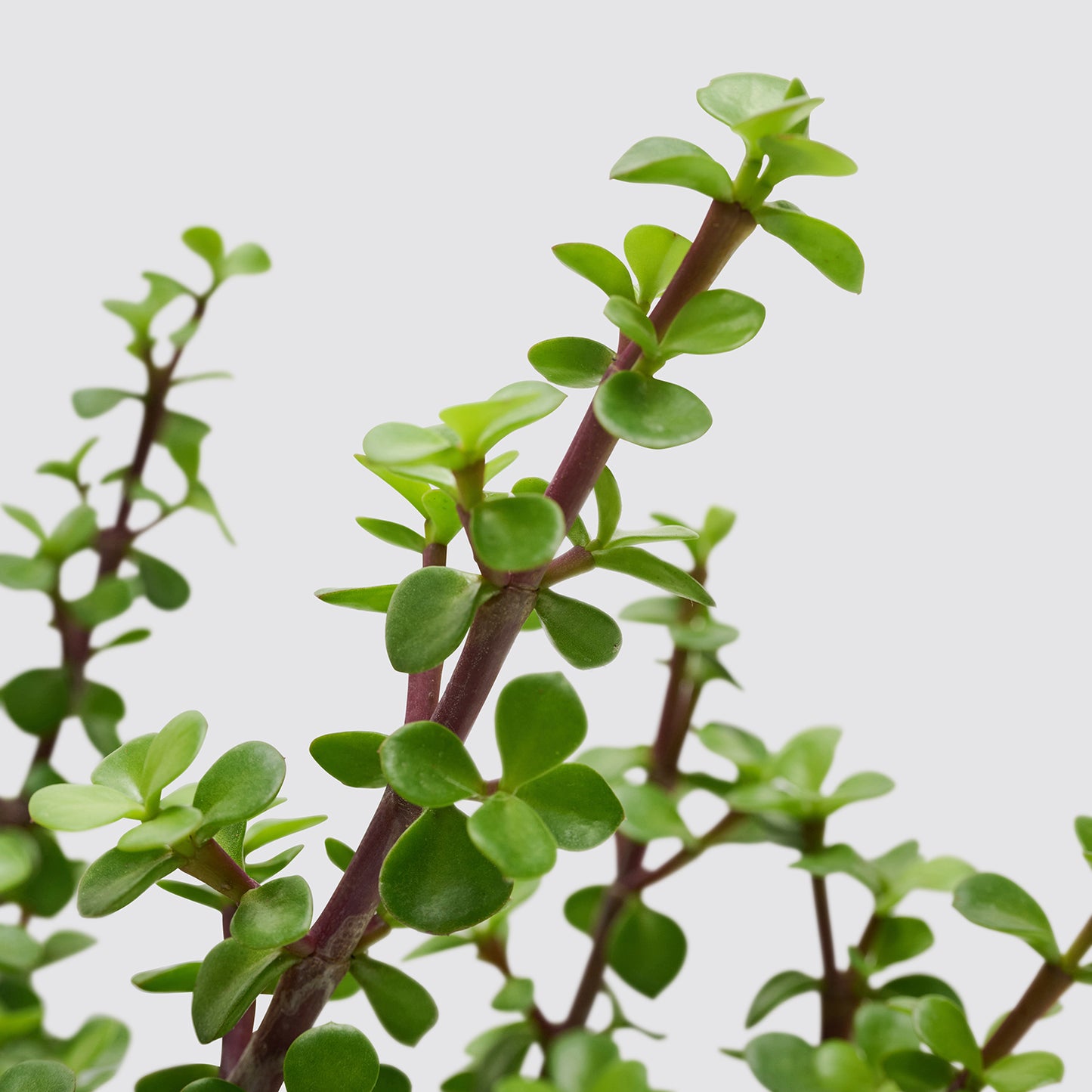 Portulacaria afra | Patch Plants