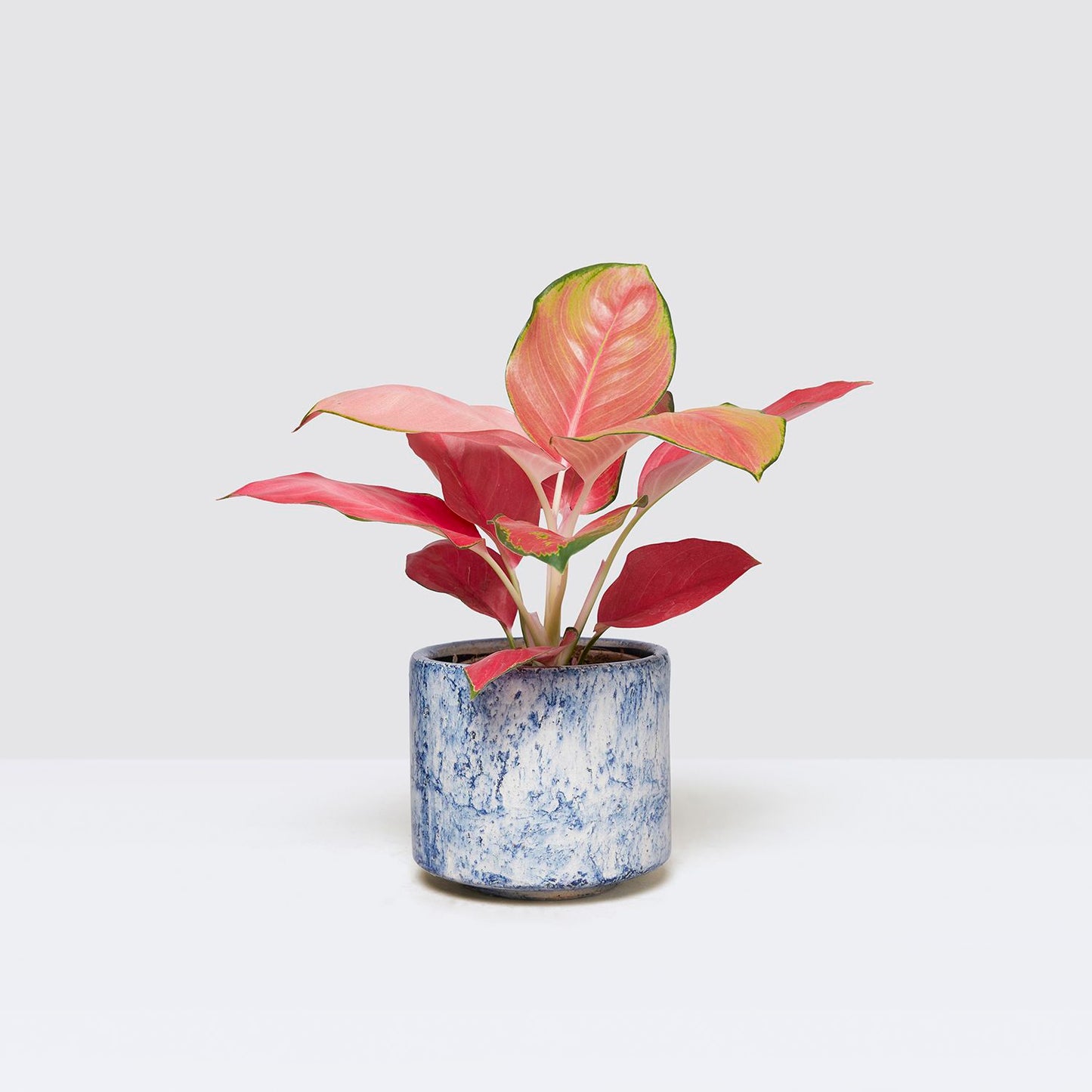Aglaonema Red Star