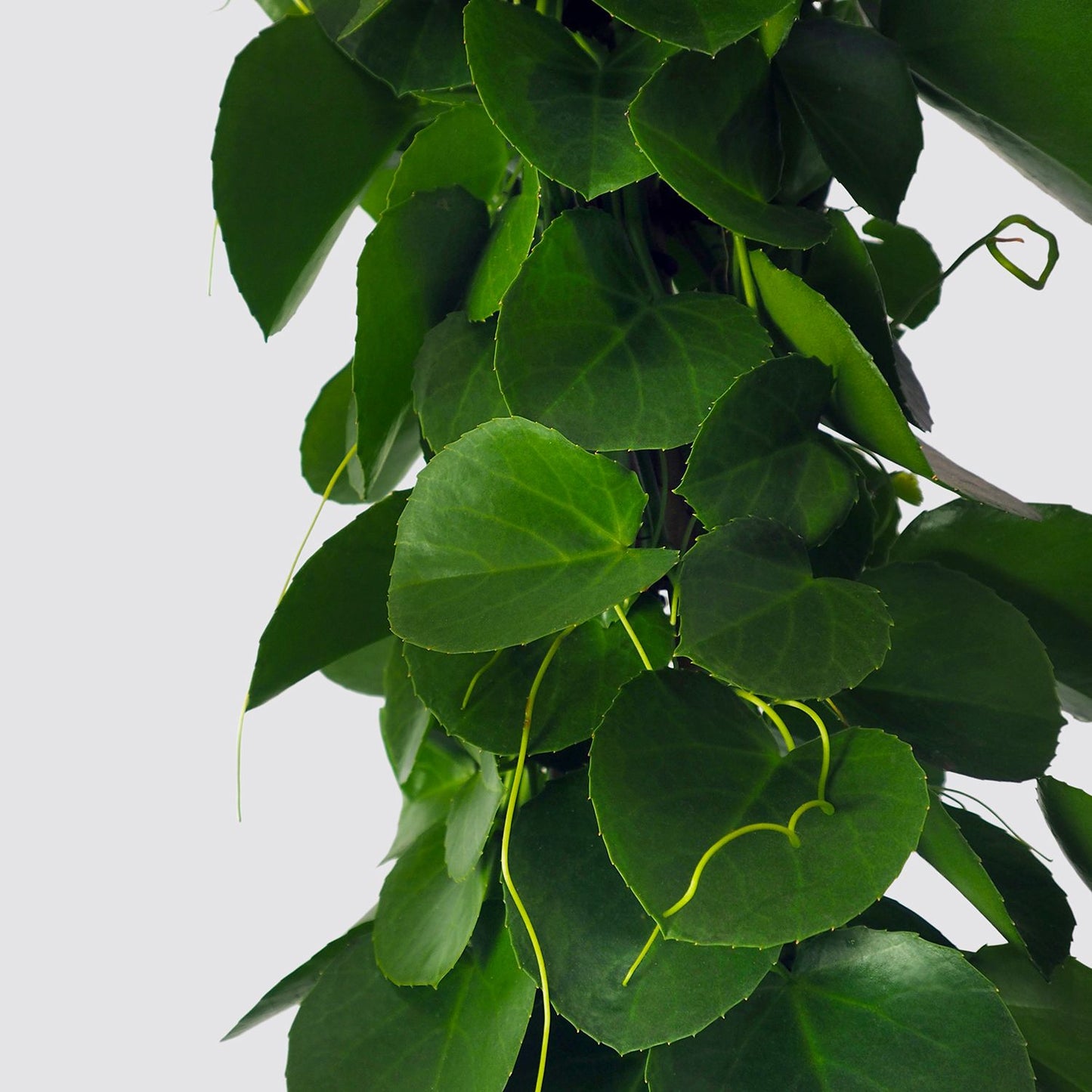Grape ivy