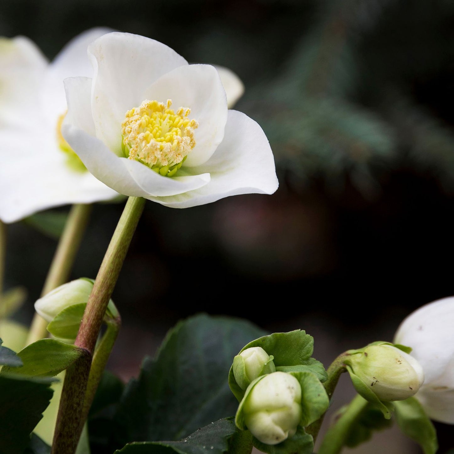 Hellebore