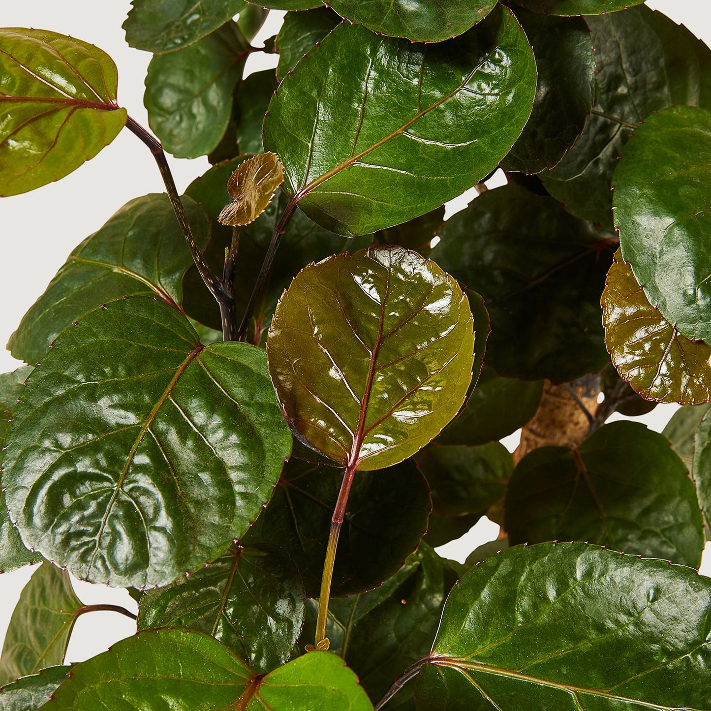 Polyscias fabian