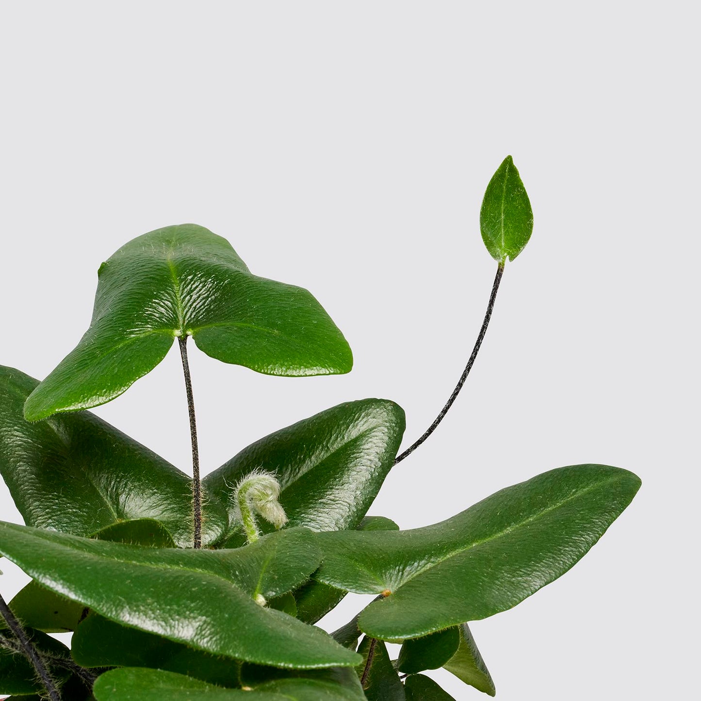 Hemionitis Arifolia