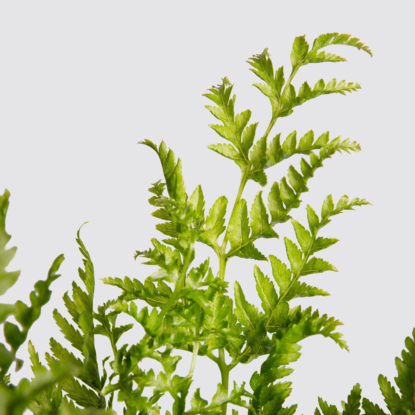 Silver lace fern