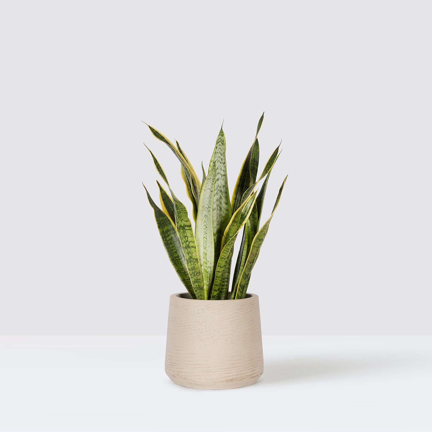 susie pot