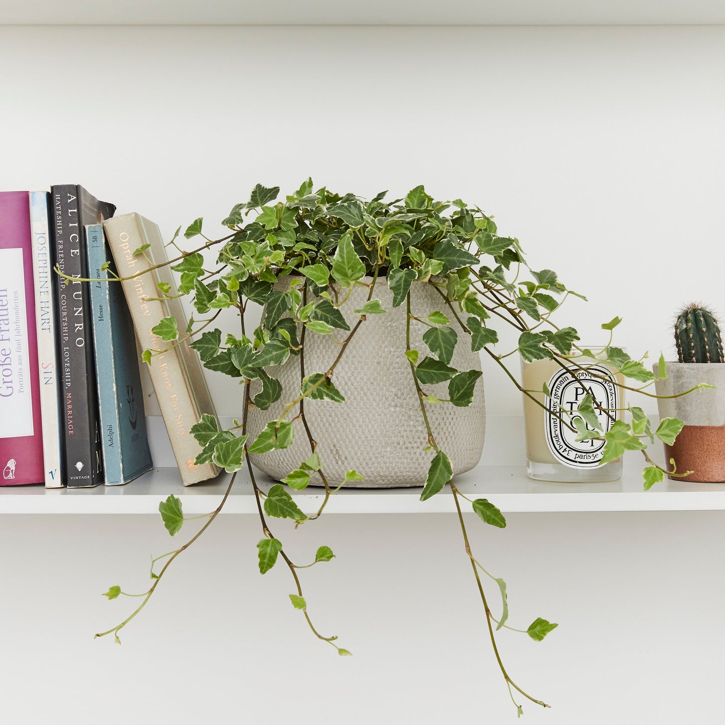 Variegated English Ivy