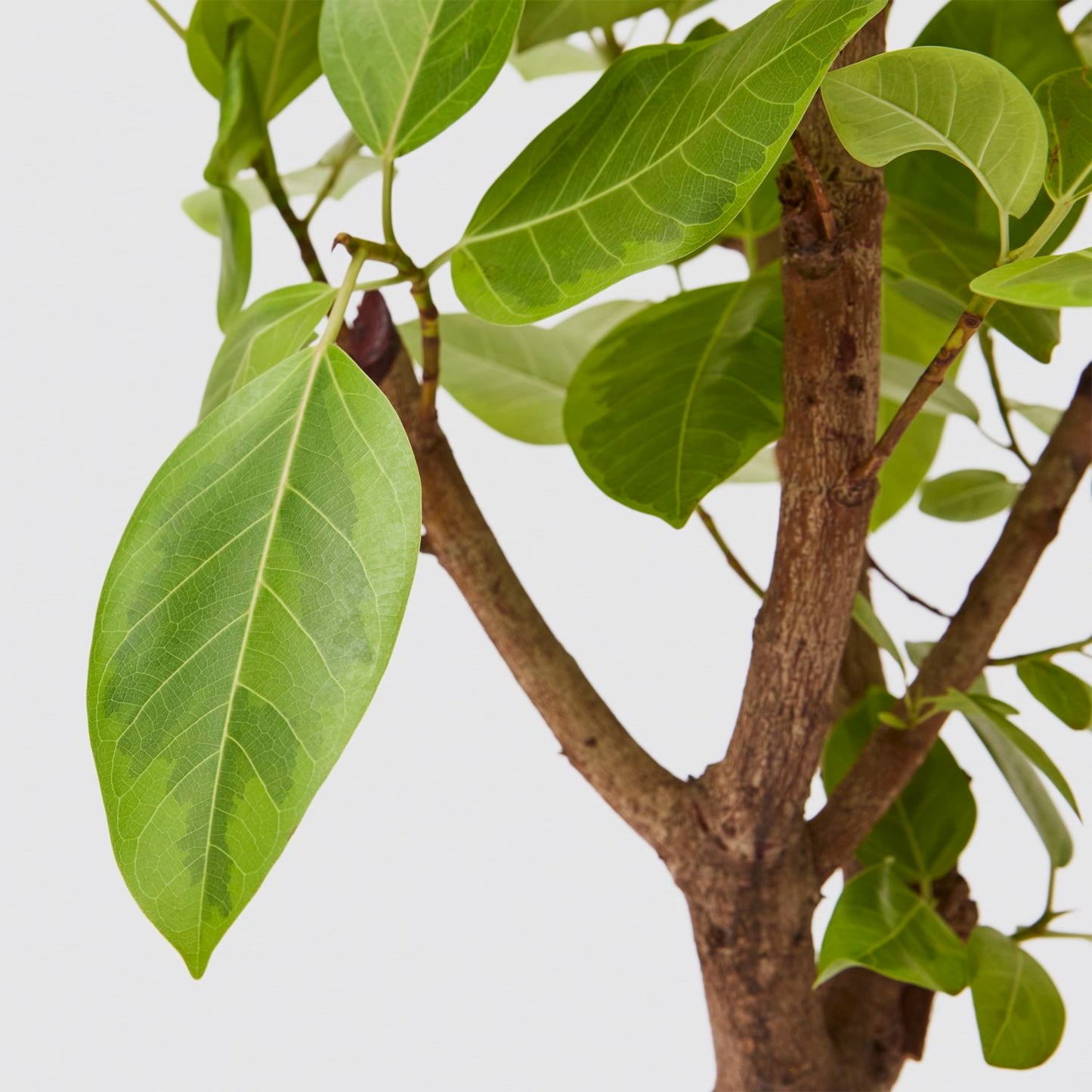 Ficus altissima yellow gem