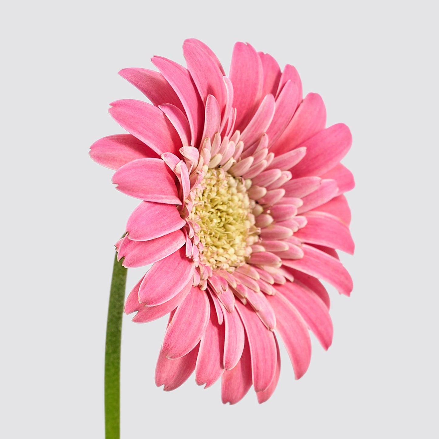 Gerbera - Pink