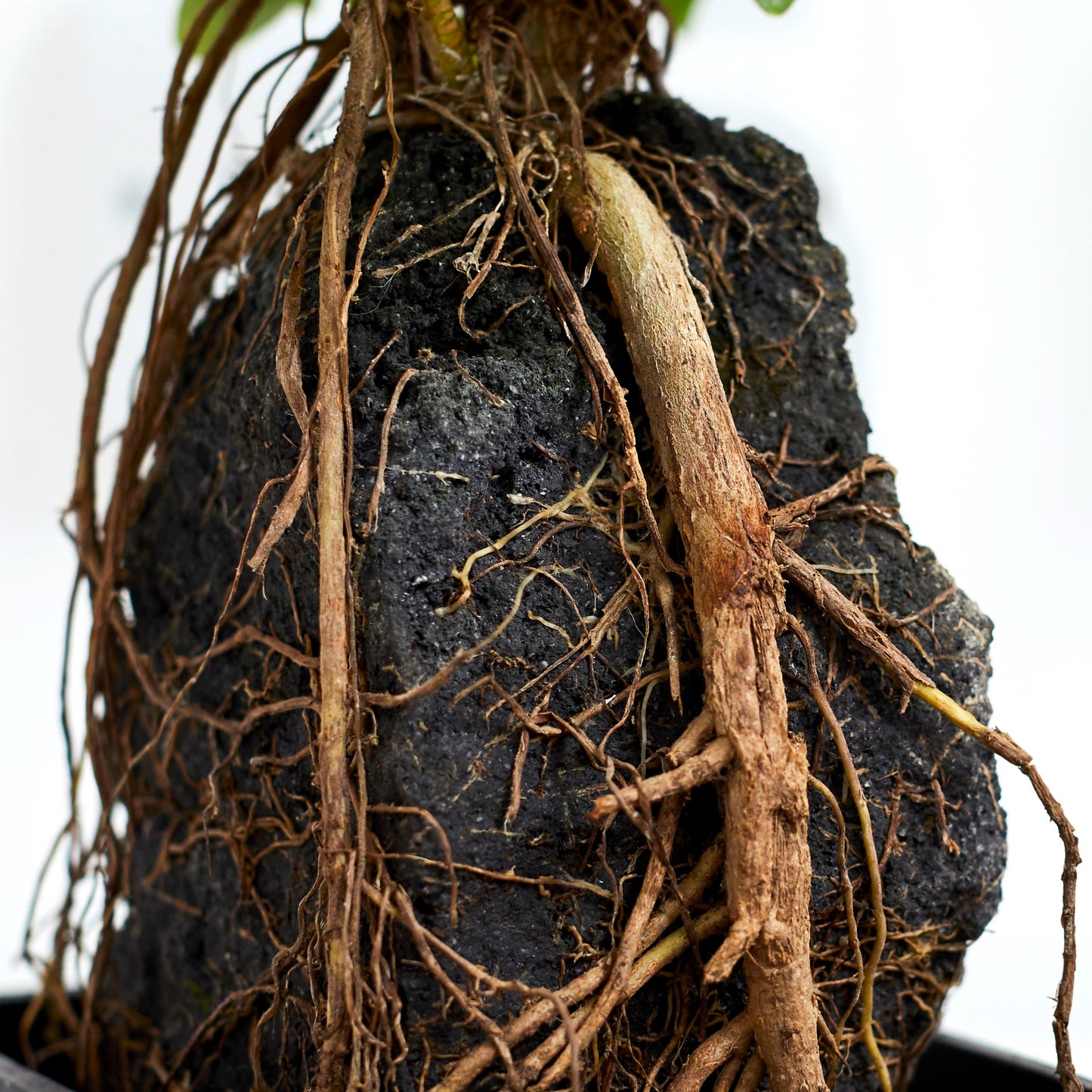 Schefflera