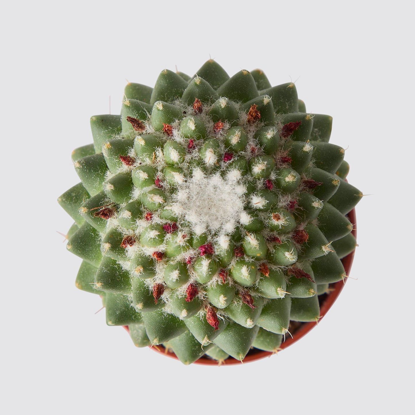 Mammilaria polythele