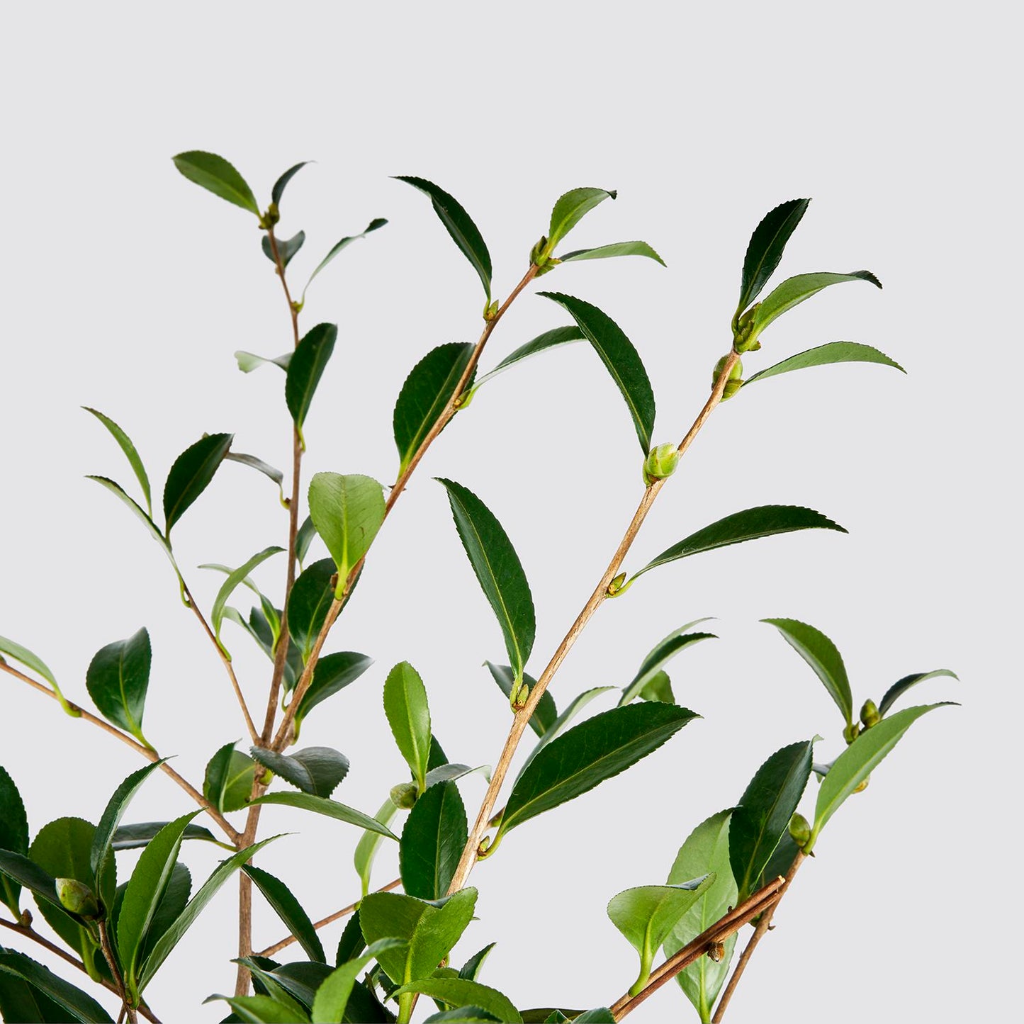 Camellia sasanqua 'pink'