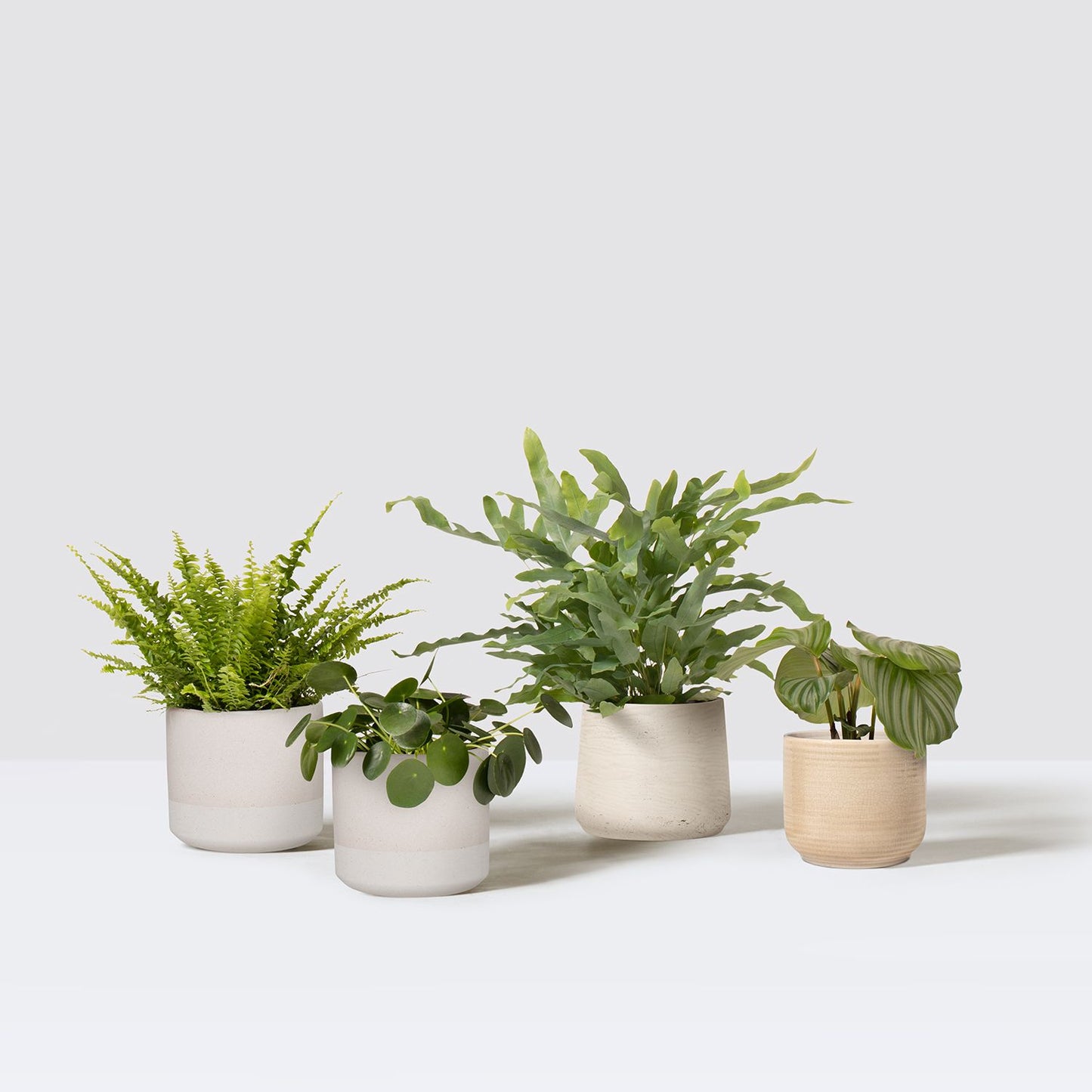 Pet friendly set