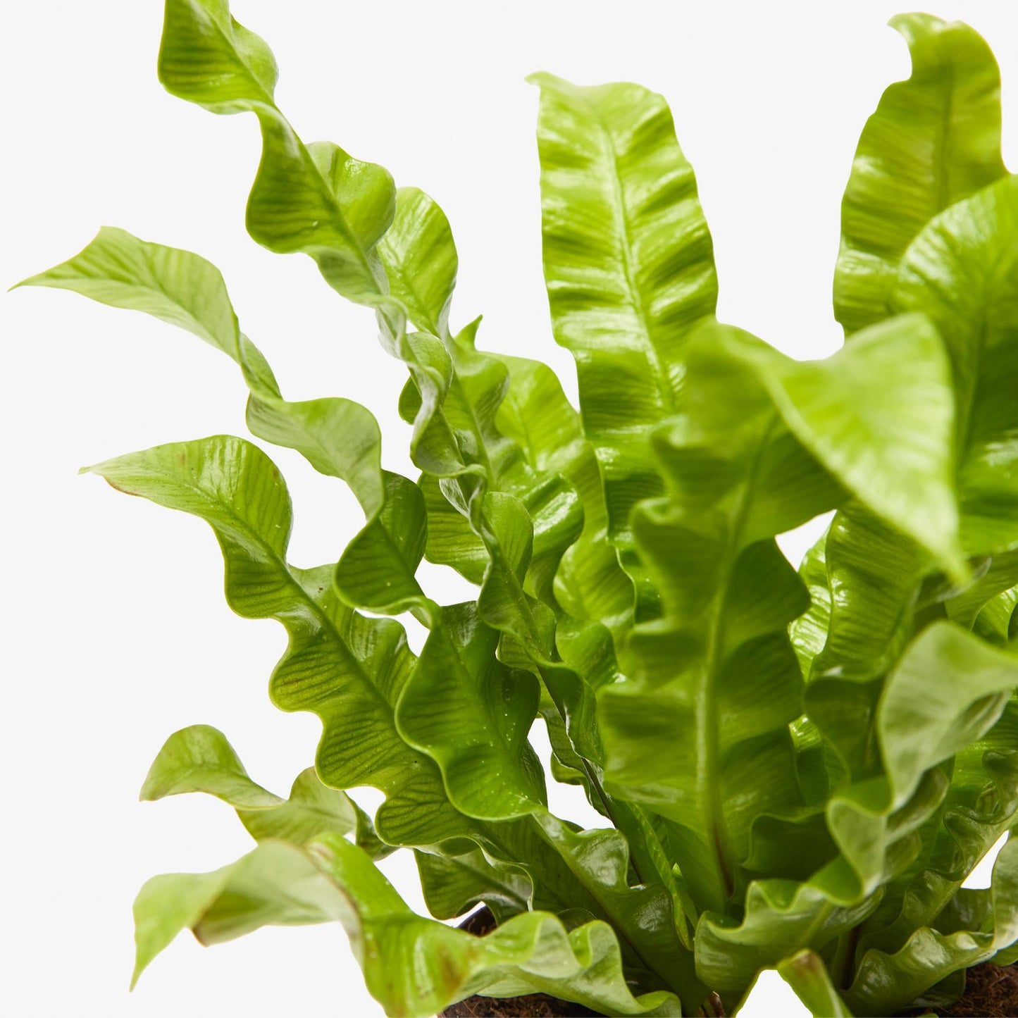 Bird’s nest fern
