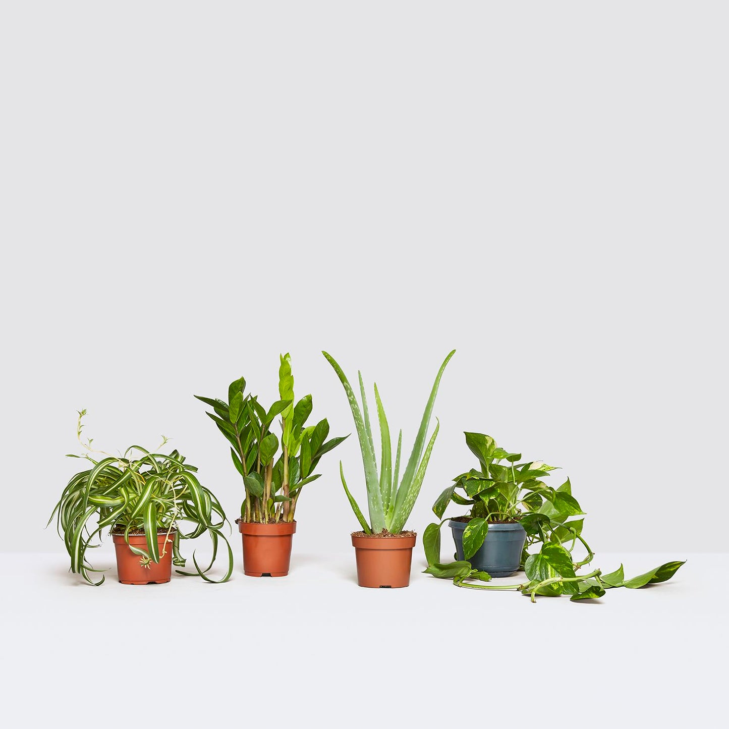 Kitchen plants bundle