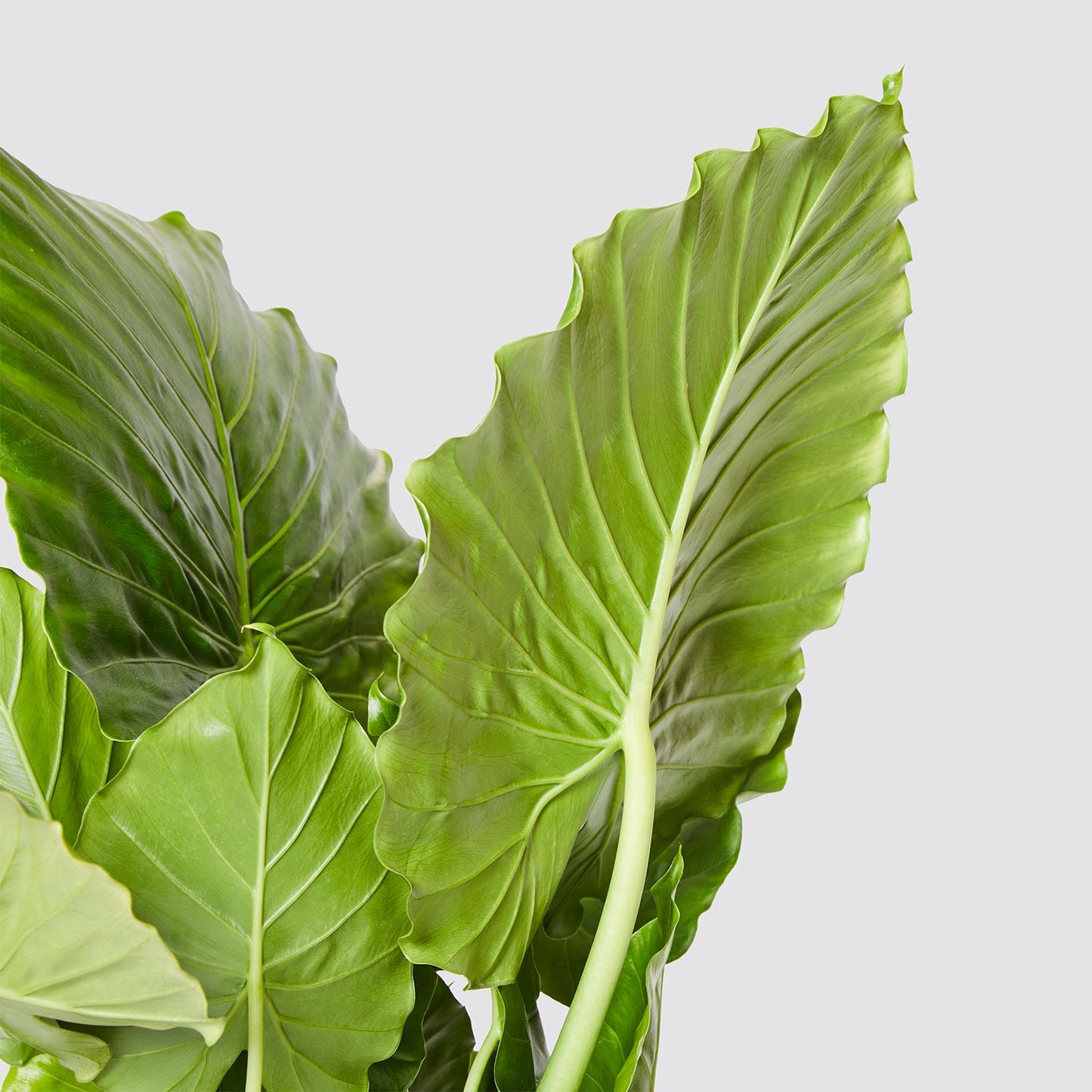Alocasia Gageana