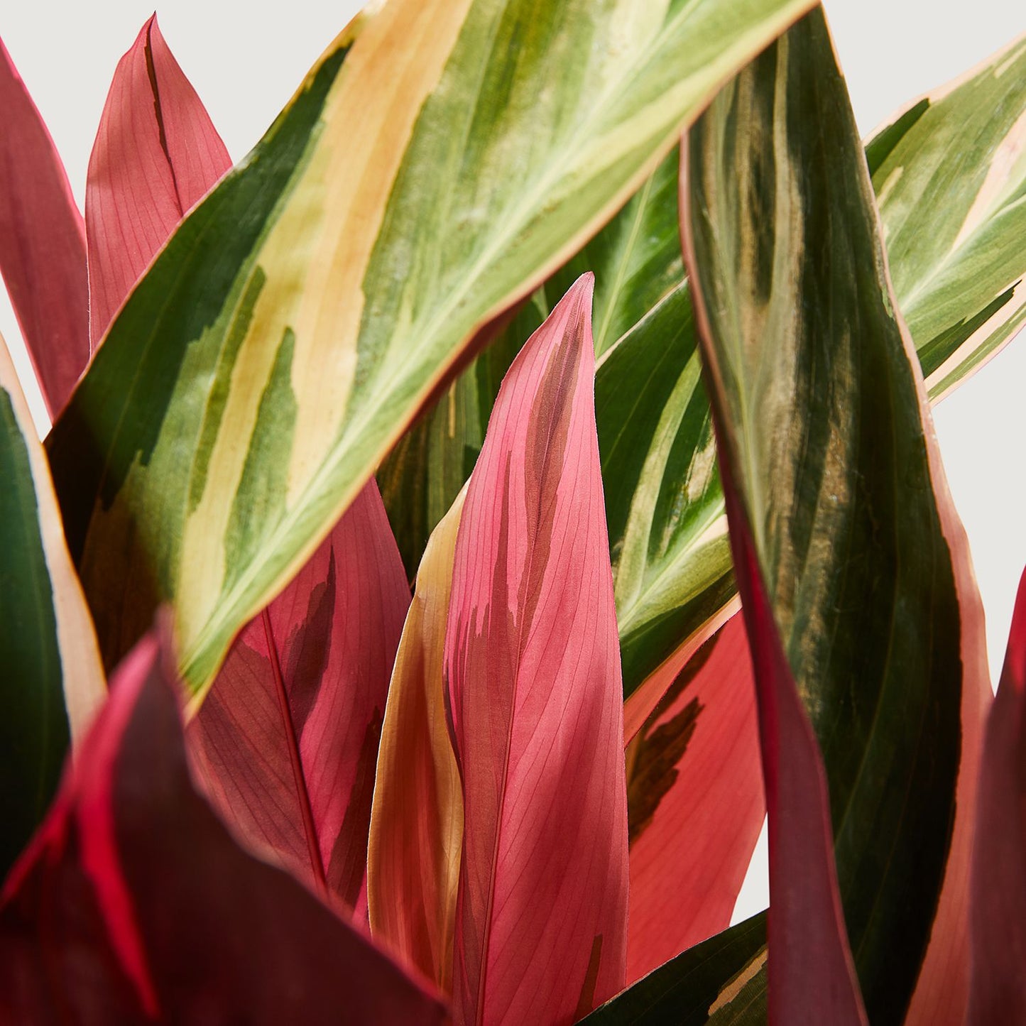 Calathea triostar