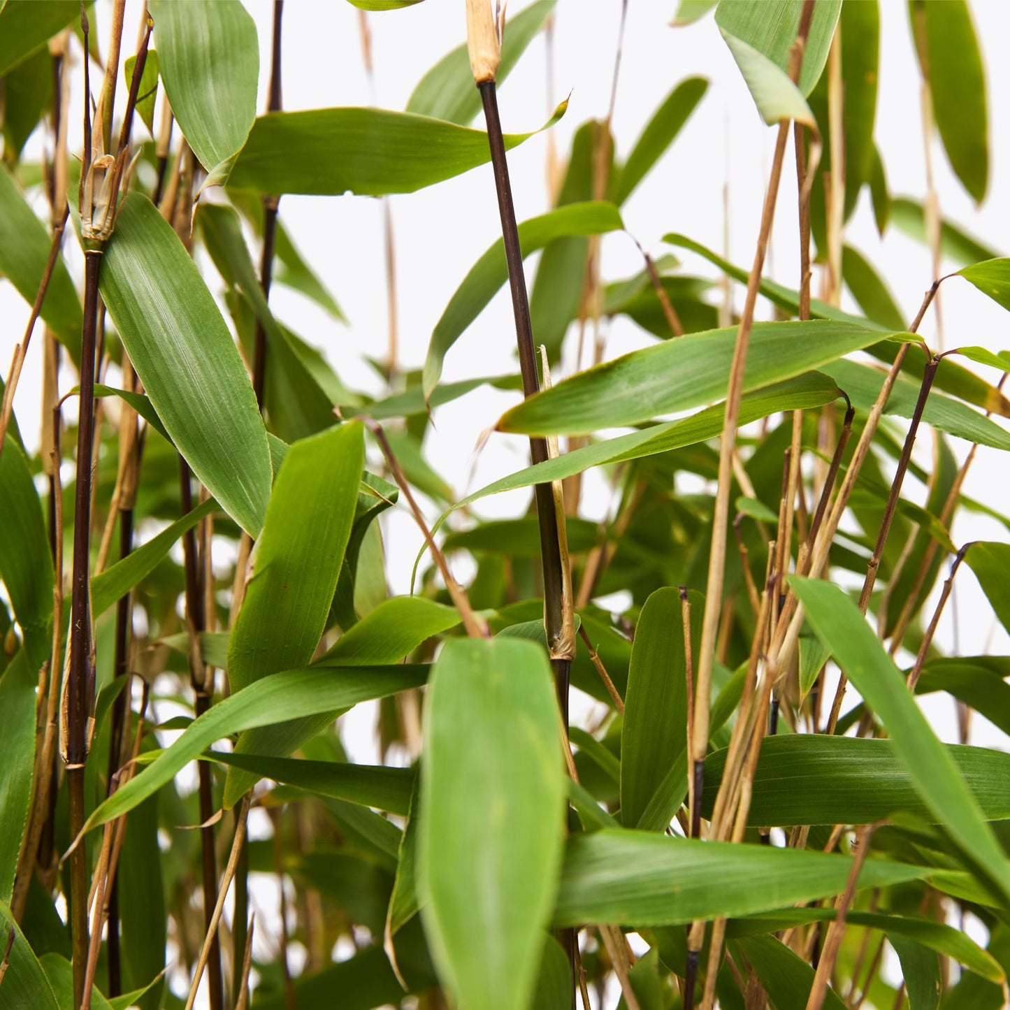Black bamboo