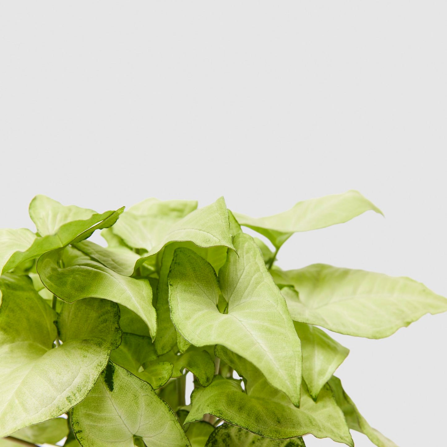Syngonium podophyllum 'white butterfly'