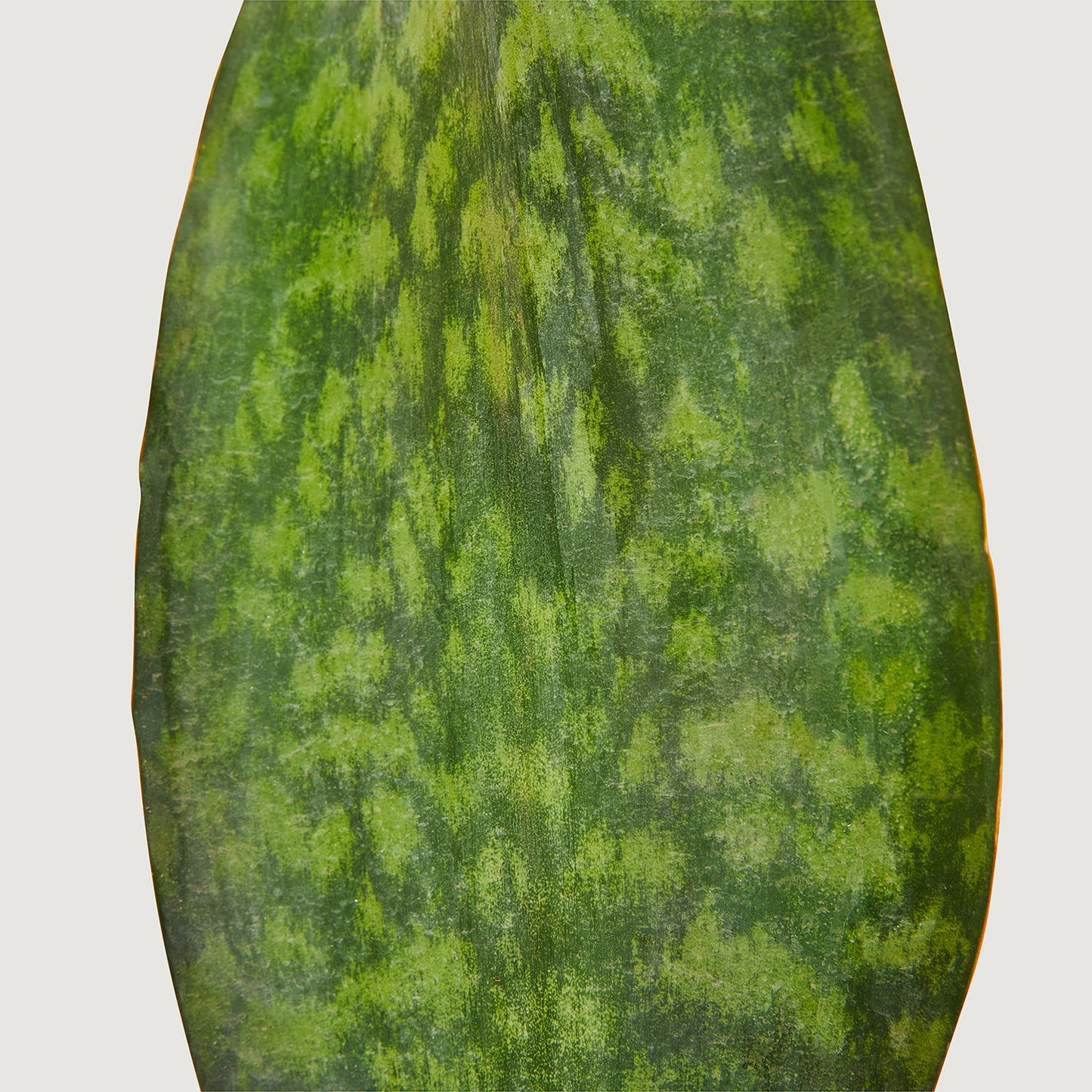Sansevieria Masoniana victoria