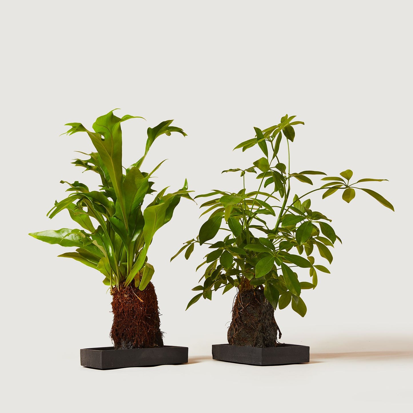 Fern on lava
