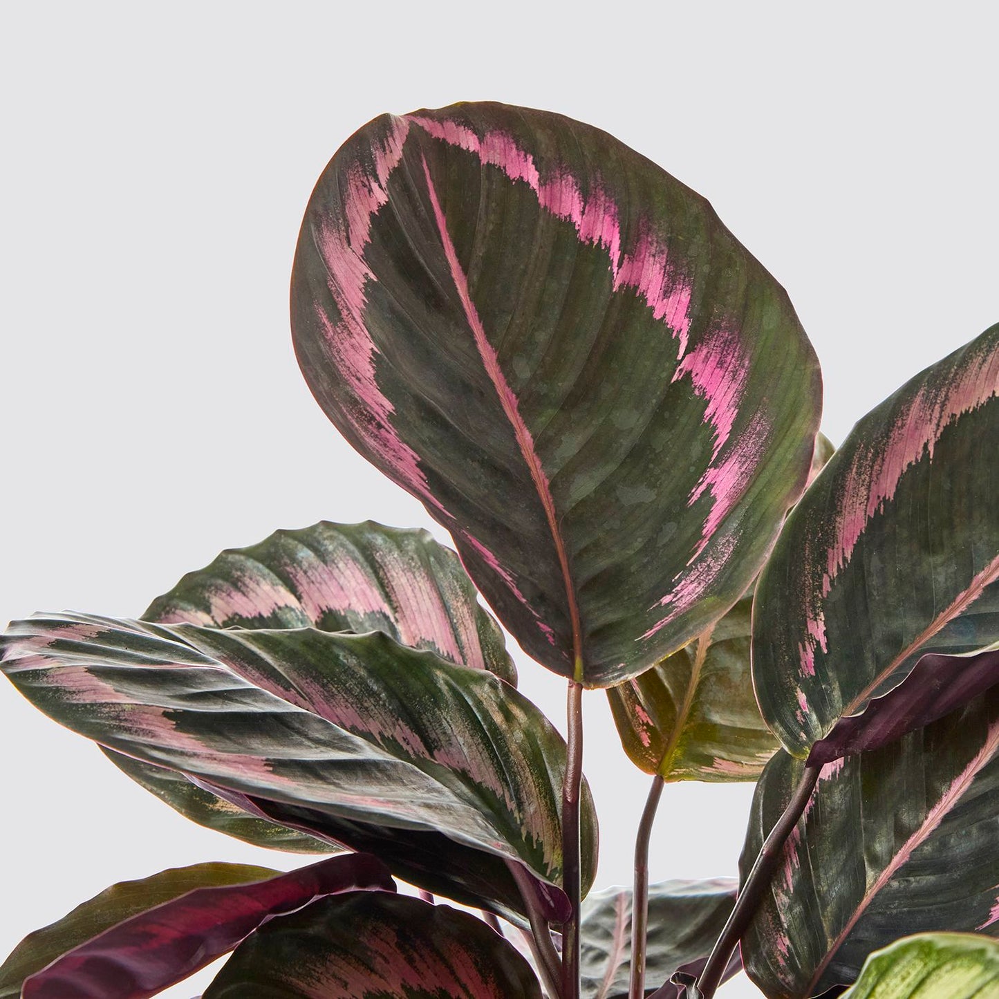 Calathea Surprisestar