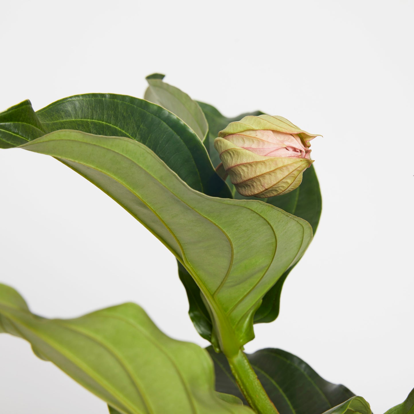 Medinilla Magnifica